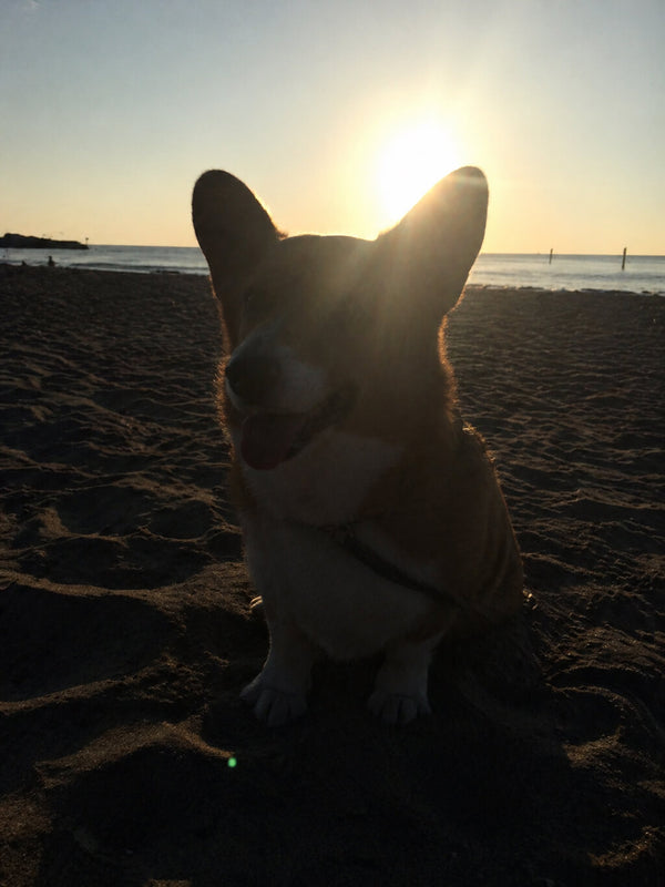 Dog photo example