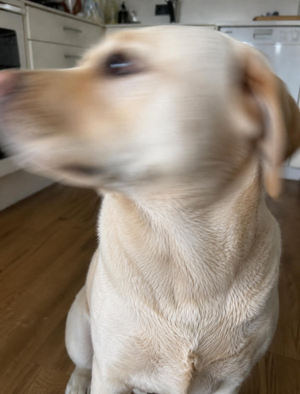 Dog photo example