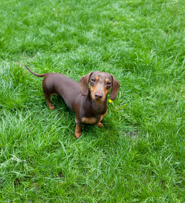 Dog photo example