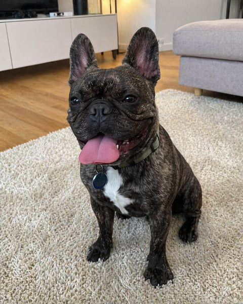 Original dog photo
