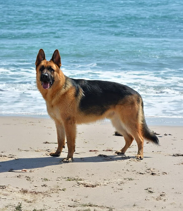 Dog photo example