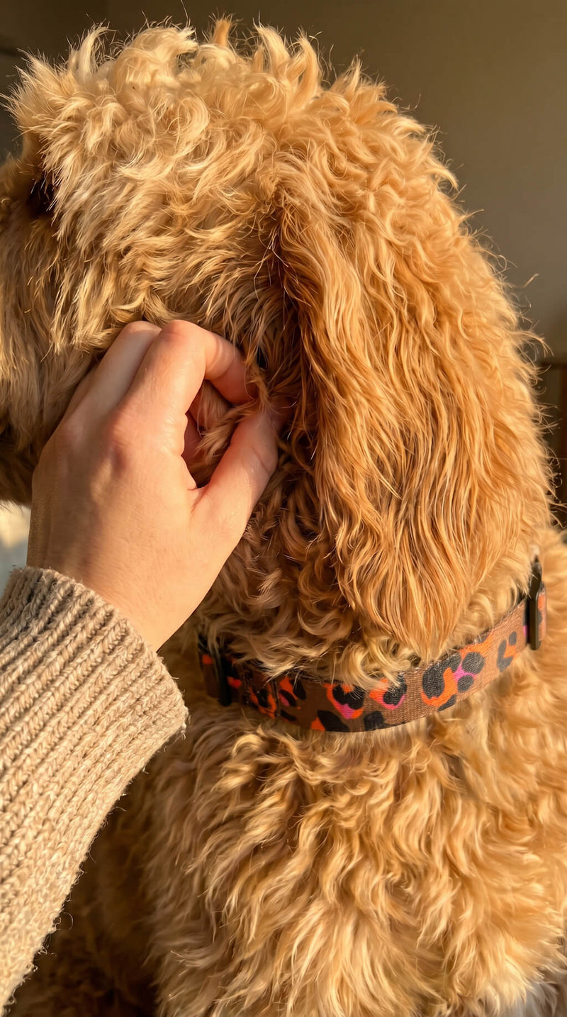luna_the_dog