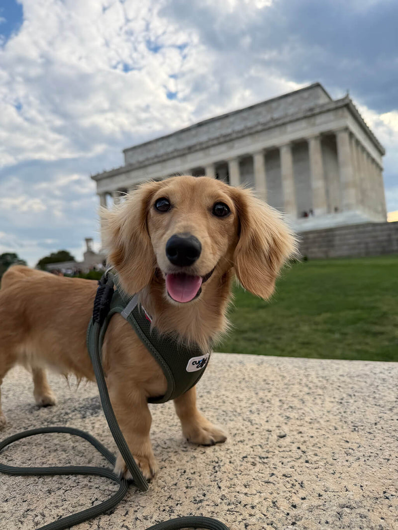 Original photo of Lumi · Dachshund