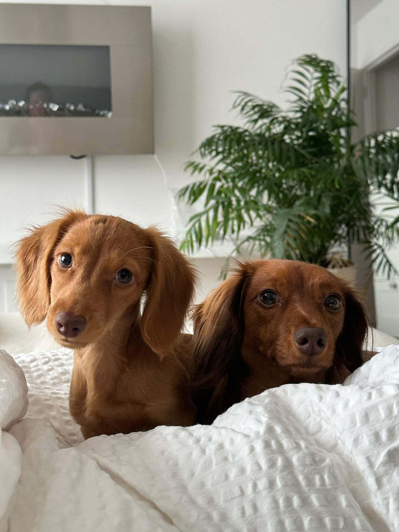 Original photo of Nicole & Nora · Dachshund