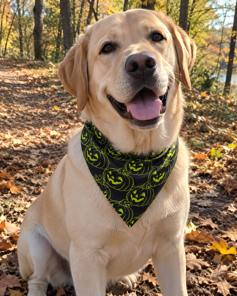 Labrador wearing the black Halloween dog bandana with neon green jack-o-lantern pattern on an autumn forest walk
