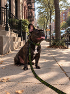 French Bulldog sitting on a city sidewalk wearing the Green Pumpkin collar and leash set