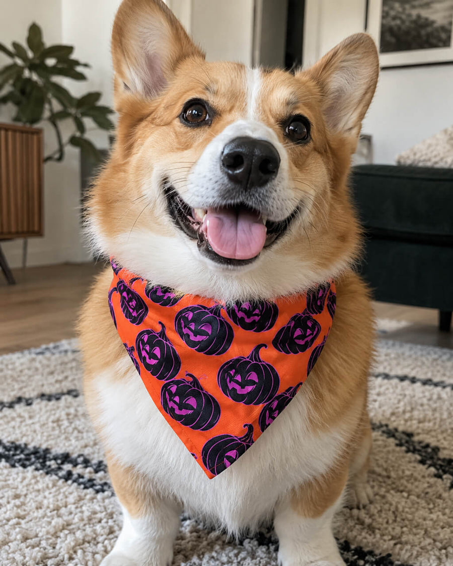 Corgi wearing the orange Halloween dog bandana with black and pink jack-o-lantern pattern at home