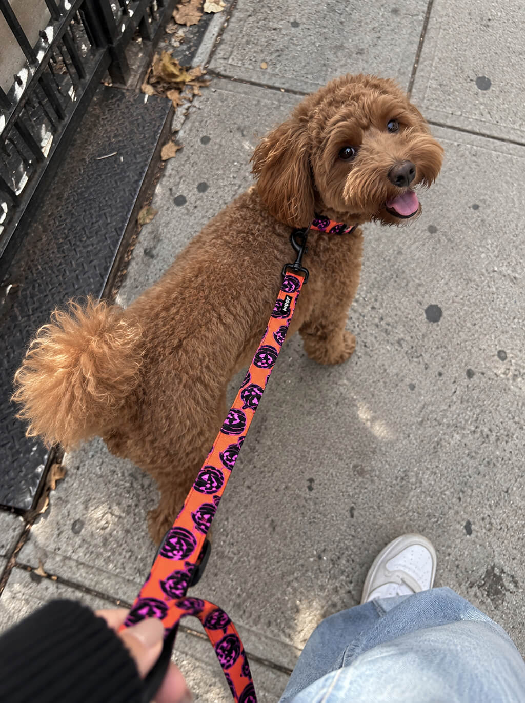 Cockapoo on an autumn walk wearing the Orange Pumpkin collar and leash set