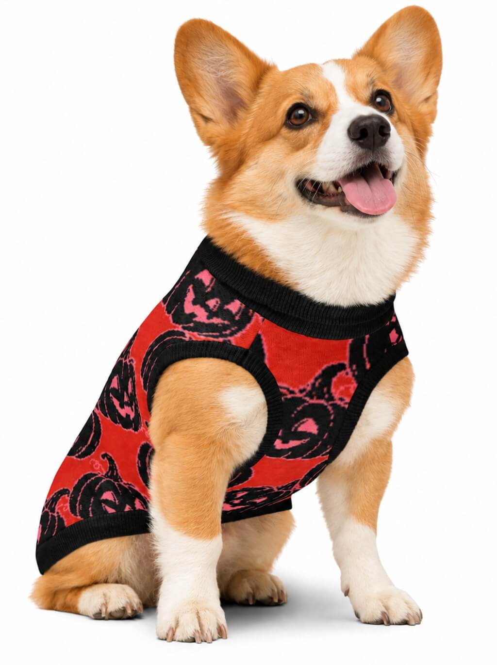 Corgi wearing the red Pumpkin knitted dog sweater with black jack-o-lanterns, front view