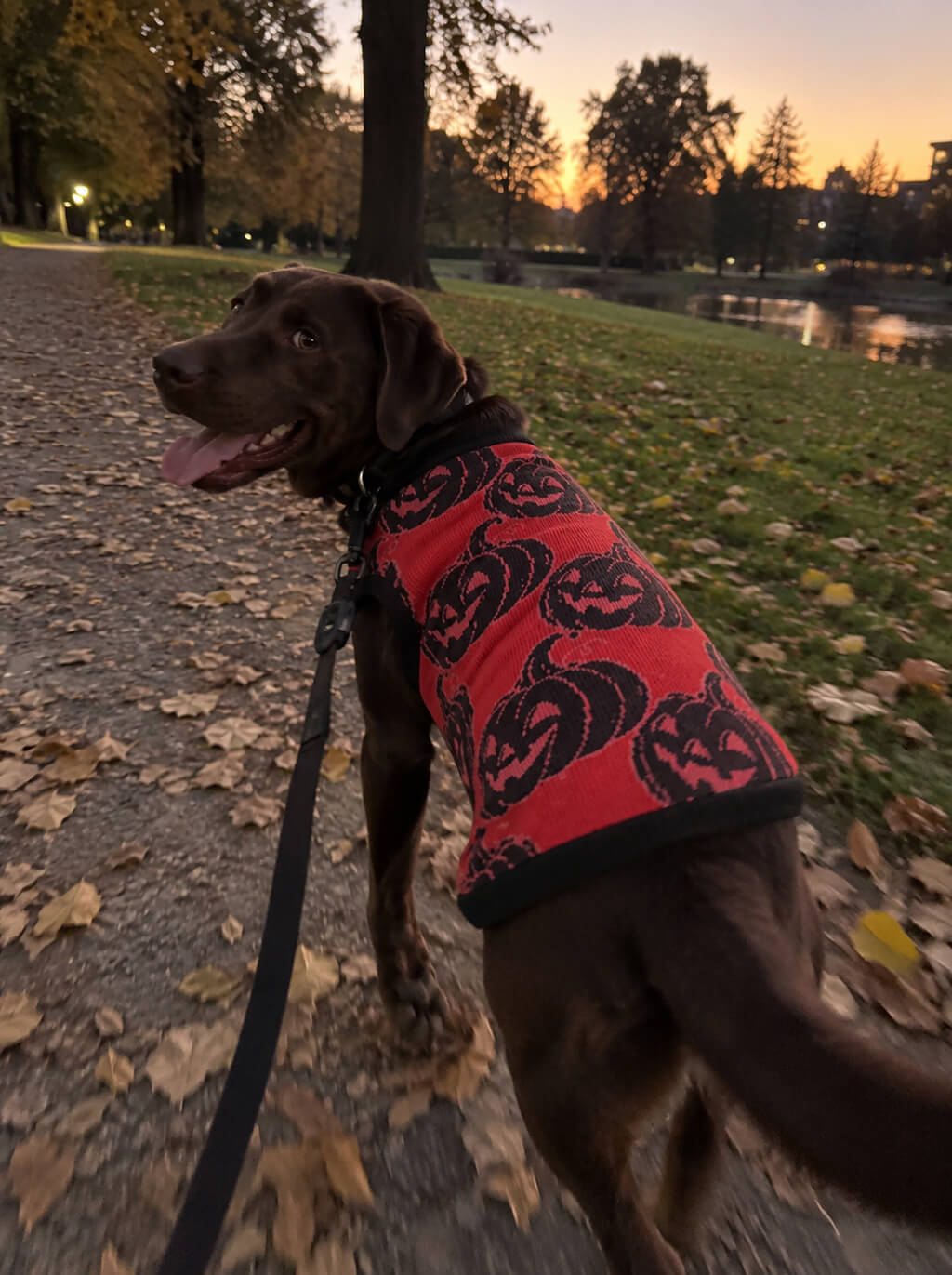Chocolate Labrador on an autumn walk wearing the red Pumpkin knitted dog sweater with black jack-o-lanterns