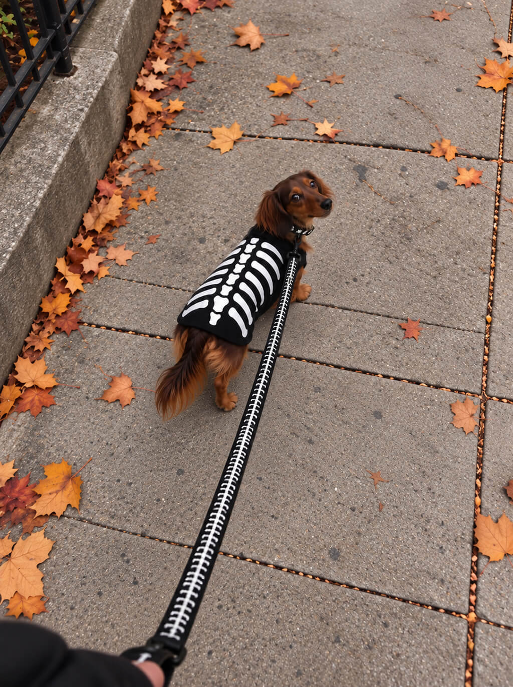 Dachshund in a skeleton sweater walking on an autumn sidewalk with the Skeleton leash