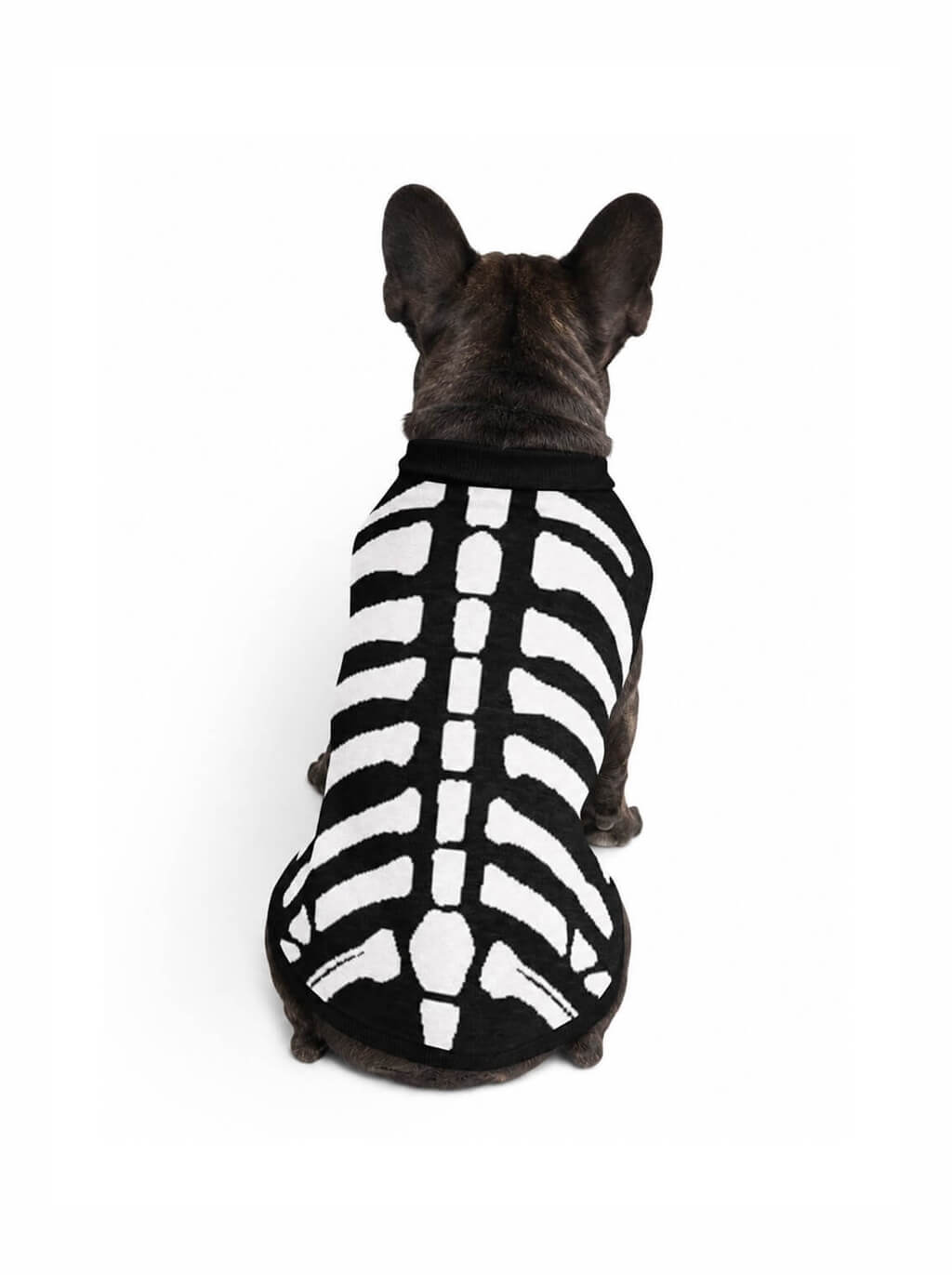 Skeleton knitted dog sweater in black with a white bone print, worn by a French Bulldog, back view