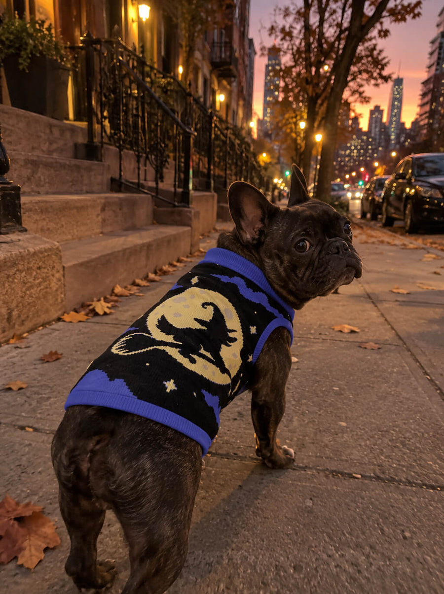 French Bulldog on a city sidewalk at sunset wearing the black and blue Witch knitted dog sweater