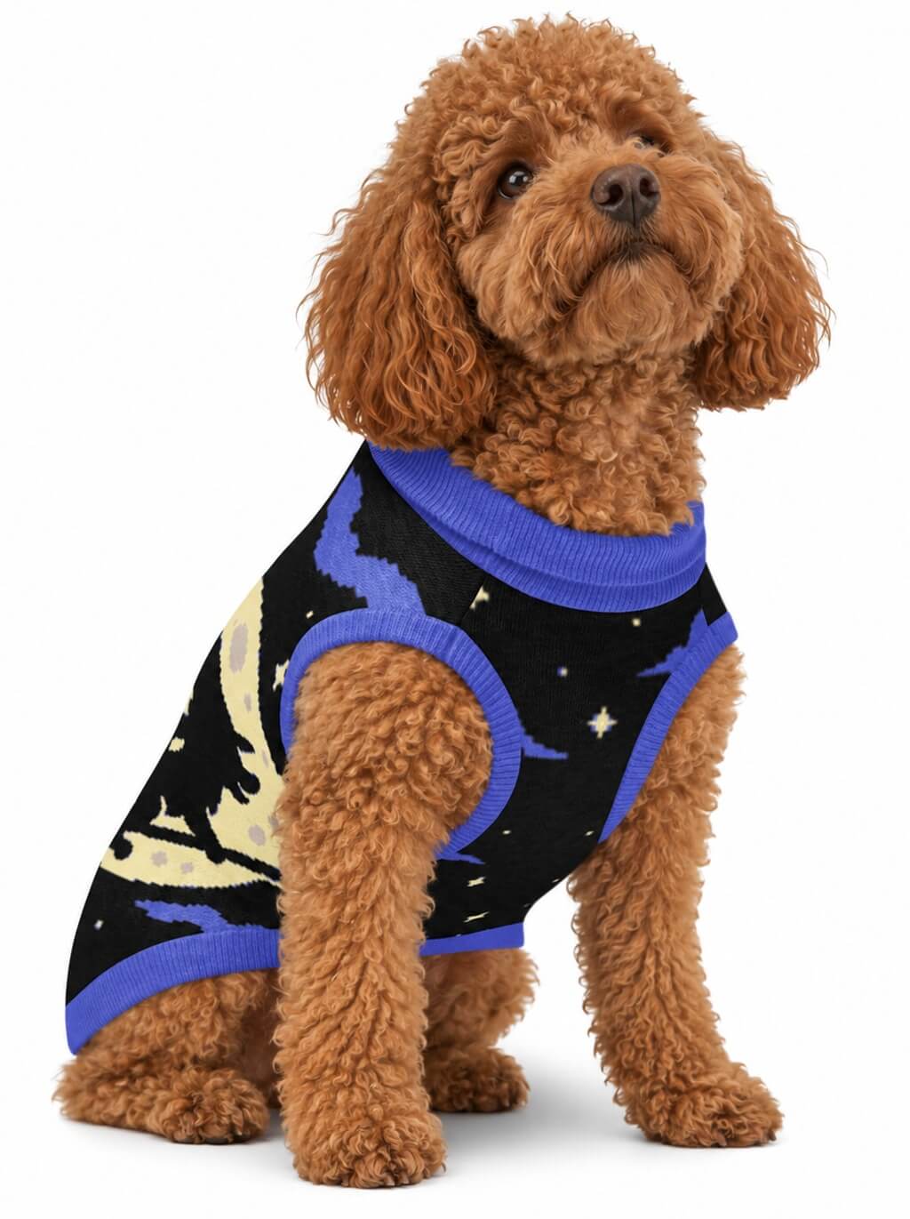 Poodle wearing the black and blue Witch knitted dog sweater with moon and clouds, front view